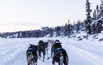 Things To Do In Alberta: Dog Sledding Tours