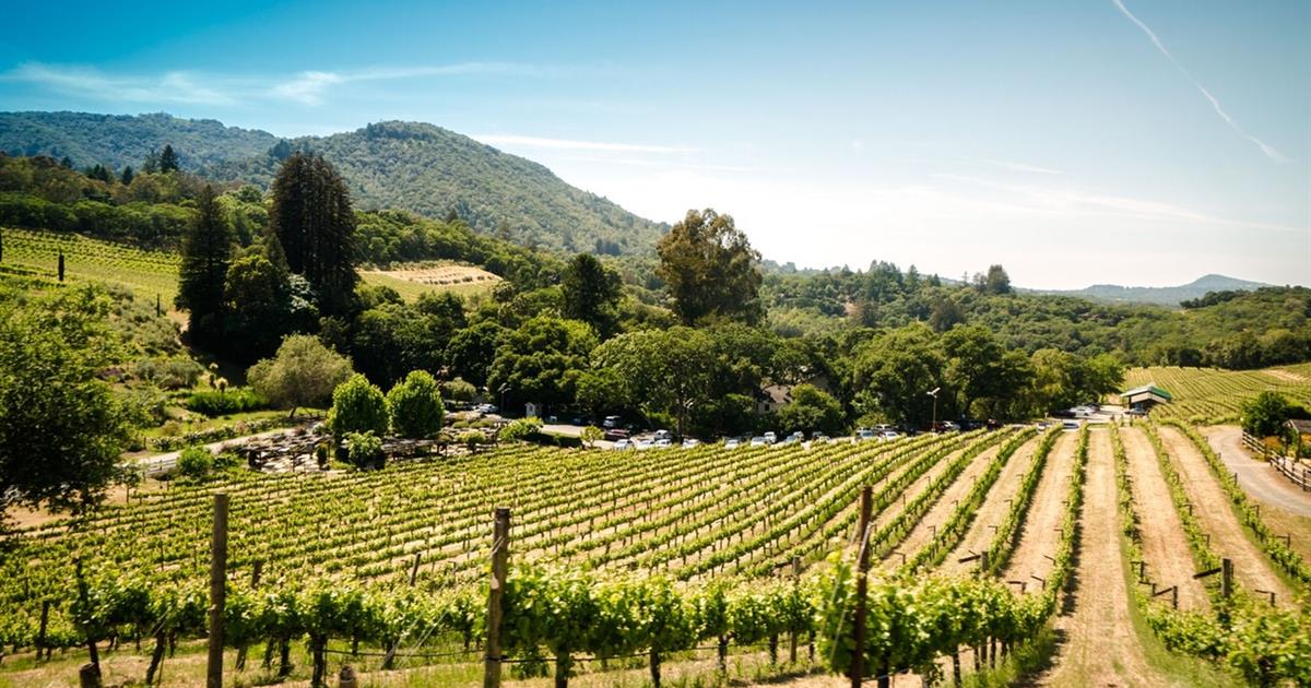 Mejores Tours de Vino En Auckland, Nueva Zelanda Tiqy