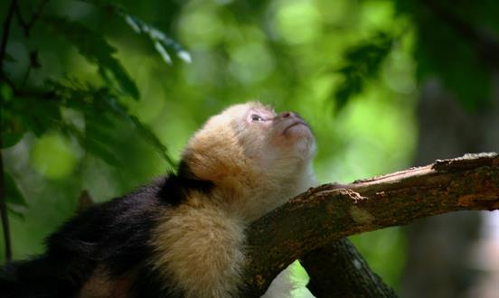 Monkey Island Tours in Panama: Frequently Asked Questions Monkey Island Tours in Panama: Frequently Asked Questions