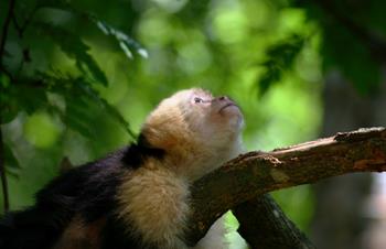 Tours a la Isla de Los Monos en Panamá: Preguntas Frecuentes