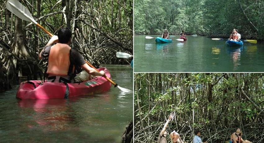 mangrove, Tour de 4 horas de Kayak en Manglar