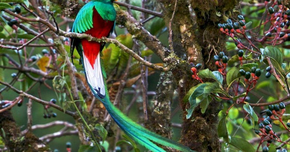 Tour de Observación de Aves de 5 Horas, Monteverde, CostaRica Tiqy
