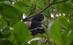Monkey, 7-Hour Tour Cahuita National Park