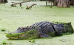 Big cocodrile in the swamp - tiqy, Airboat Tour