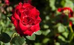beautiful roses - tiqy, Alcazaba Walking Tour