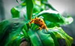 Animal Frog Forest Panama, Anton Valley Full Day Tour From Beach Hotels