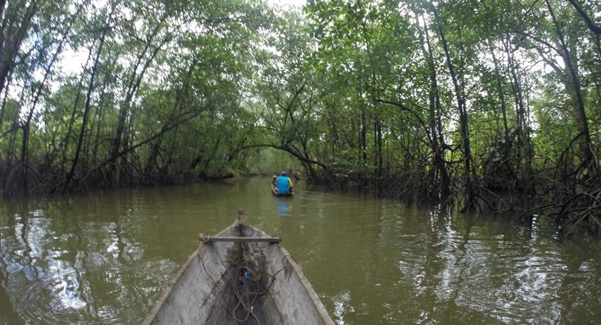 crossing the mangrove - tiqy, Bat Cave Immersion