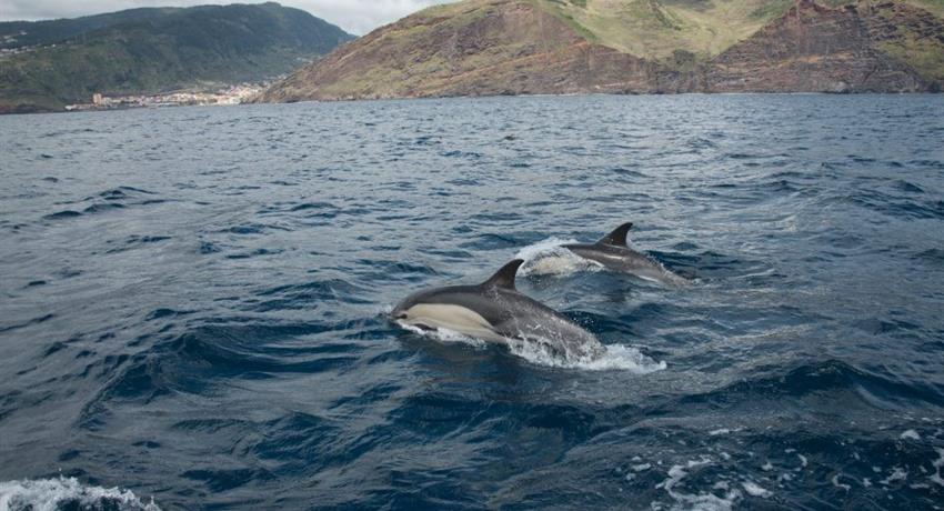 Bird, Whale and Dolphin Watching, Observación de Aves, Ballenas y Delfines