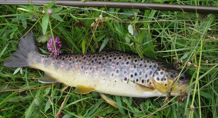 fishing trout - tiqy, Break and Adventures in Upper River Tees