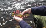 little brown trout - tiqy, Break and Adventures in Upper River Tees
