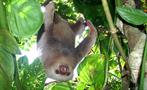 sloth, Carara National Park 6-Hour Tour