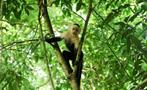Monkey, Carara National Park Half Day Hike