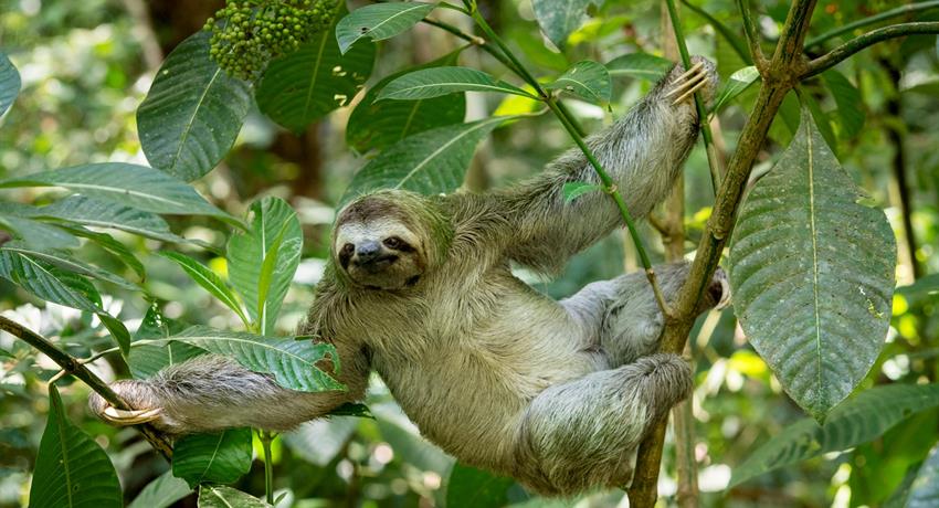 Sloth, Carara National Park Half Day Tour