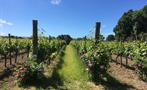 Cheese and Vineyard Tour with Great British 7, Cheese and Vineyard Tour