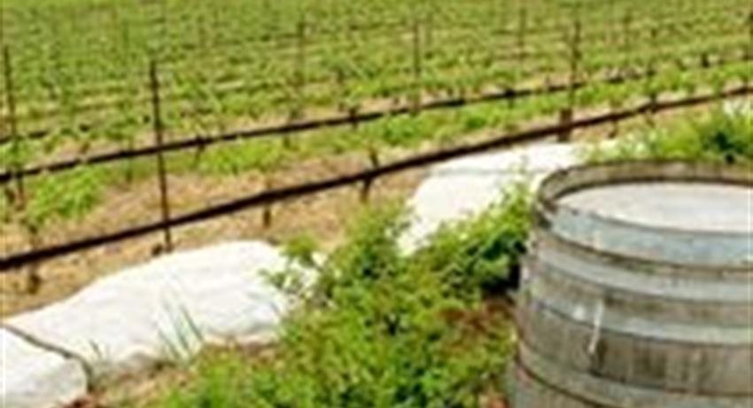 Vineyards, Vinos de Clima Frío del Niágara