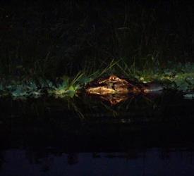 Crocodiles Night Watch