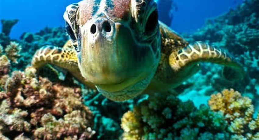 1, Turtles Snorkeling