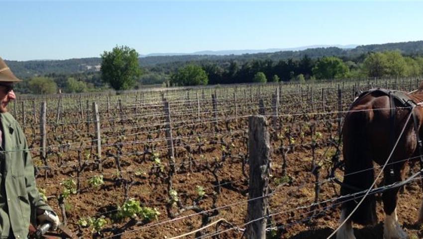 Dinner In Chateauneuf Du Pape Provence France Tiqy