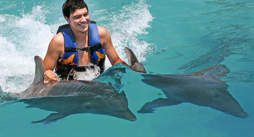 2, Dolphin Royal Swim at Dolphin Cove Ocho Rios