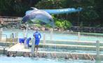 5, Dolphin Royal Swim at Dolphin Cove Ocho Rios