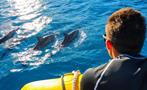 Dolphin Excursion Tiqy, Excursión y Show de Delfines