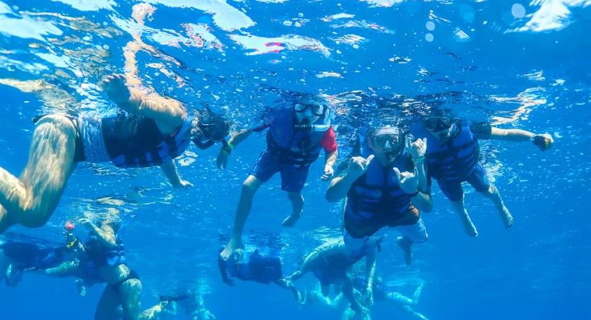 Snorkel Tour Tiqy, Excursión y Show de Delfines