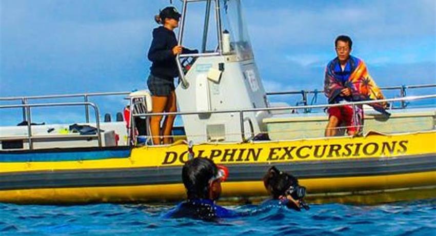 dolphin excursion tiqy, Excursión y Show de Delfines