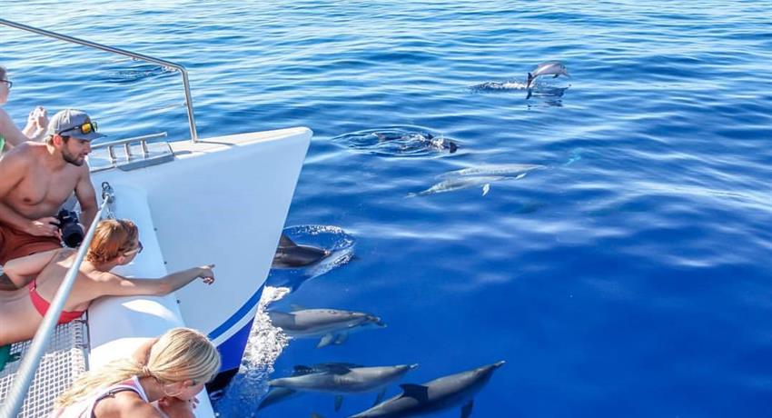 Dolphins and Whale Watching, Avistamiento de Delfines y Ballenas