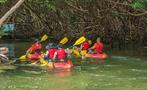 rainforest and bio bay combo mangroves, El Yunque Rainforest And Kayaking Combo Tour