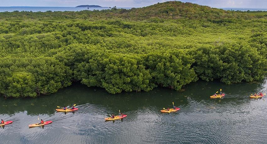 Bio Bay bioluminescent kayaking tour mangroves, Laguna Grande Bioluminescent Kayaking Tour