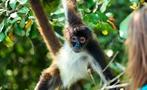 Monkey in the jungle of Belize, Lamanai Tour