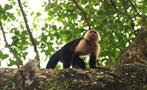 kayak punta uva monkey, Punta Uva Sea Kayak & Rainforest Hike
