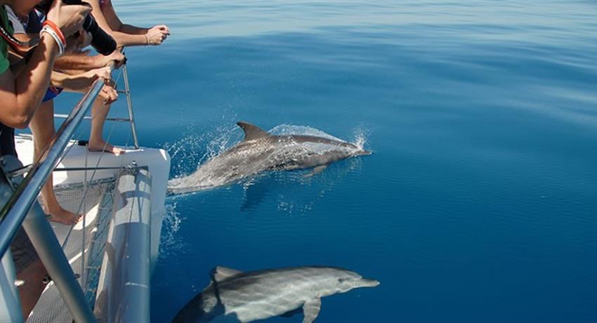 dolphin tiqy, Fraser Island Eco Sailing Adventure