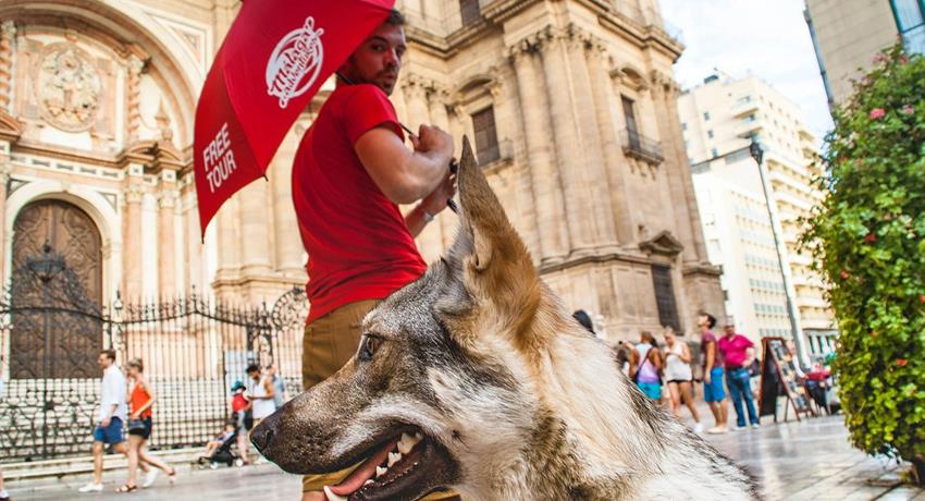 guide and a wolfdog - tiqy, Tour Gratuito a Pie en Málaga