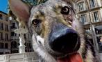 wolfdog in malaga - tiqy, Free Walking Tour in Malaga