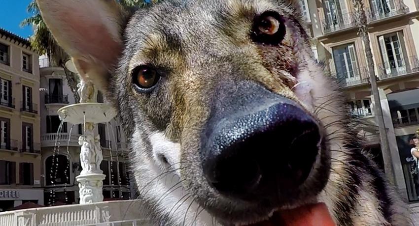 wolfdog in malaga - tiqy, Tour Gratuito a Pie en Málaga