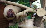 sloth sanctuary, santuario de perezosos Panama, Tour de un día en Gamboa