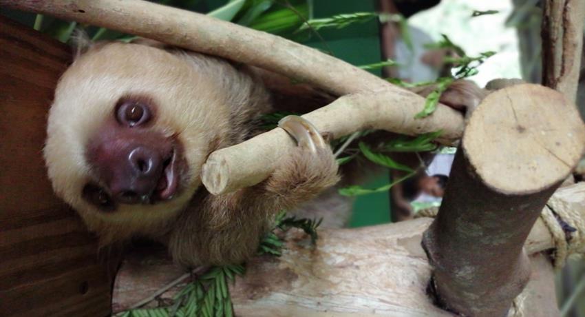 sloth sanctuary, santuario de perezosos Panama, Gamboa Day Tour