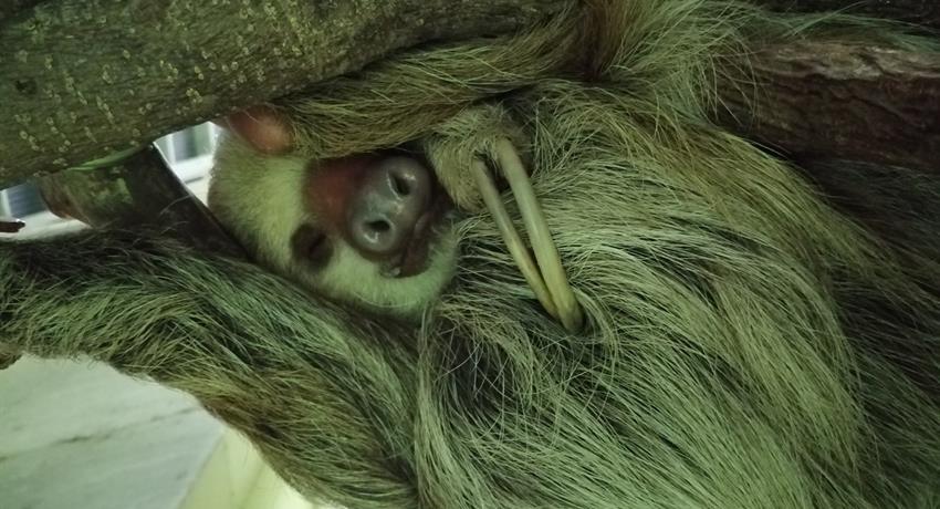 Santuario de perezosos Gamboa Sloth Sanctuary, Tour de un día en Gamboa