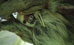 Santuario de perezosos Gamboa Sloth Sanctuary, Gamboa Day Tour