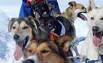 Dog Lovers, Tour Gran División Perros de Trineo
