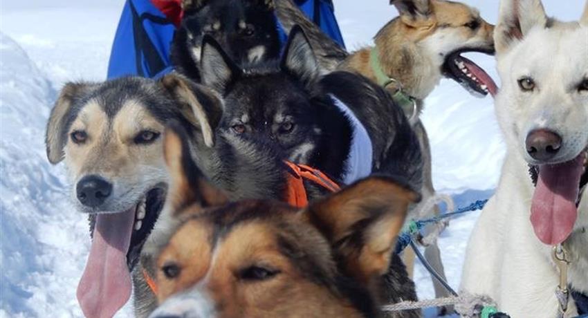 Dog Lovers, Tour Gran División Perros de Trineo