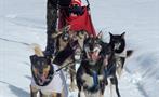 Snow Adventures, Tour Gran División Perros de Trineo