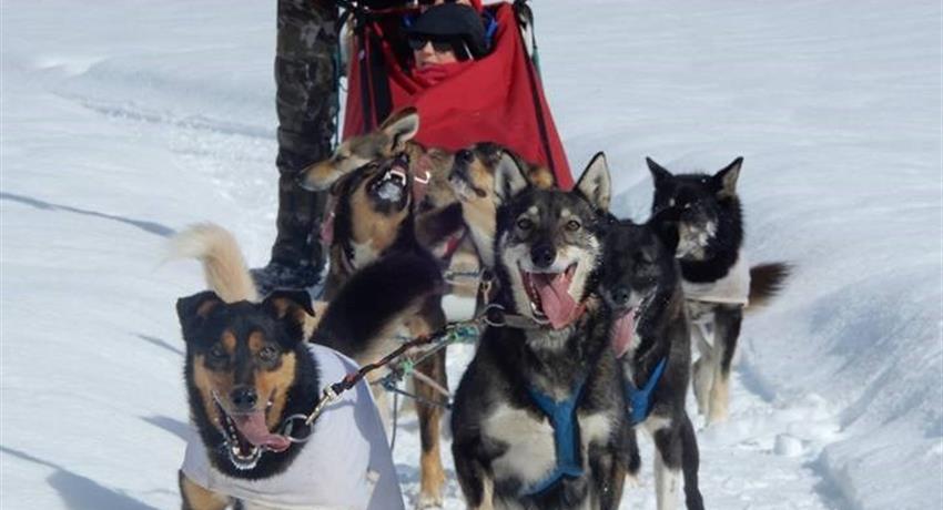 Snow Adventures, Great Divide Dog Sled Tour