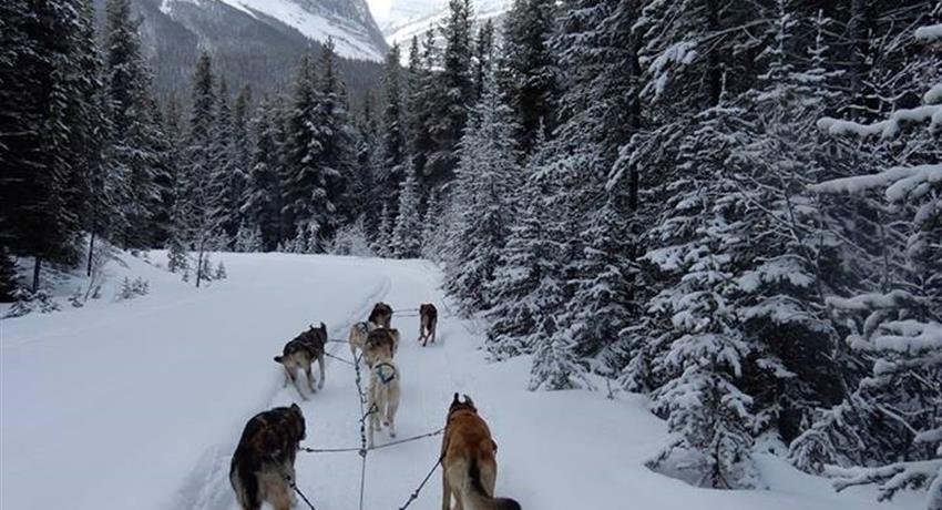Let's start the tour, Great Divide Dog Sled Tour