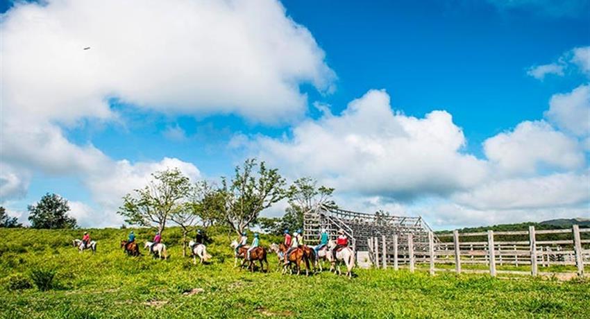 Horses, Guanacaste Horseback Riding 6 Hour Tour