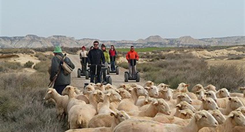Animals on the way, Guided Segway Tours around the Bardenas