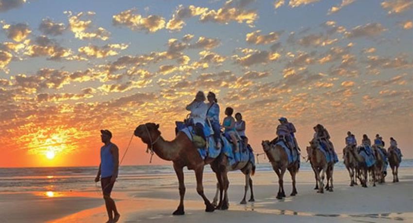 Half Day Broome Sights Tour camel cable, Half Day Broome Sights Tour 