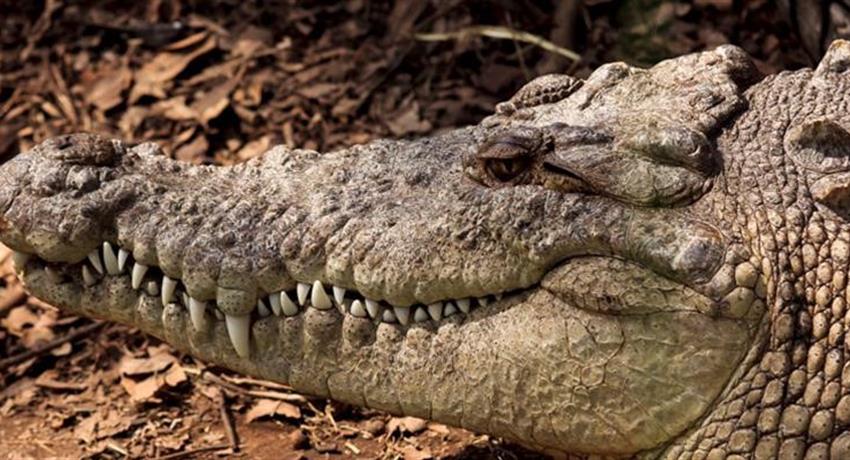 Big cocodrile - tiqy, Half Day Zoo Tour in Guatemala City