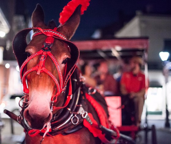 history and haunts carriage tour